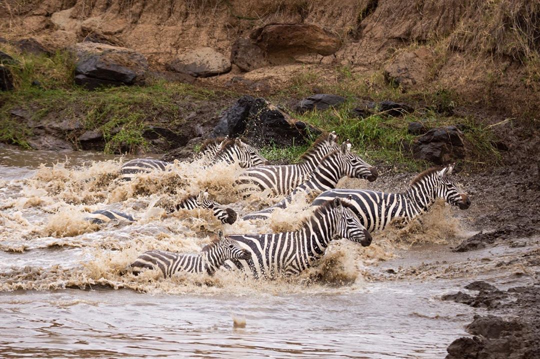 Angama Mara, best lodge to enjoy Wildebeest Migration in Maasai Mara