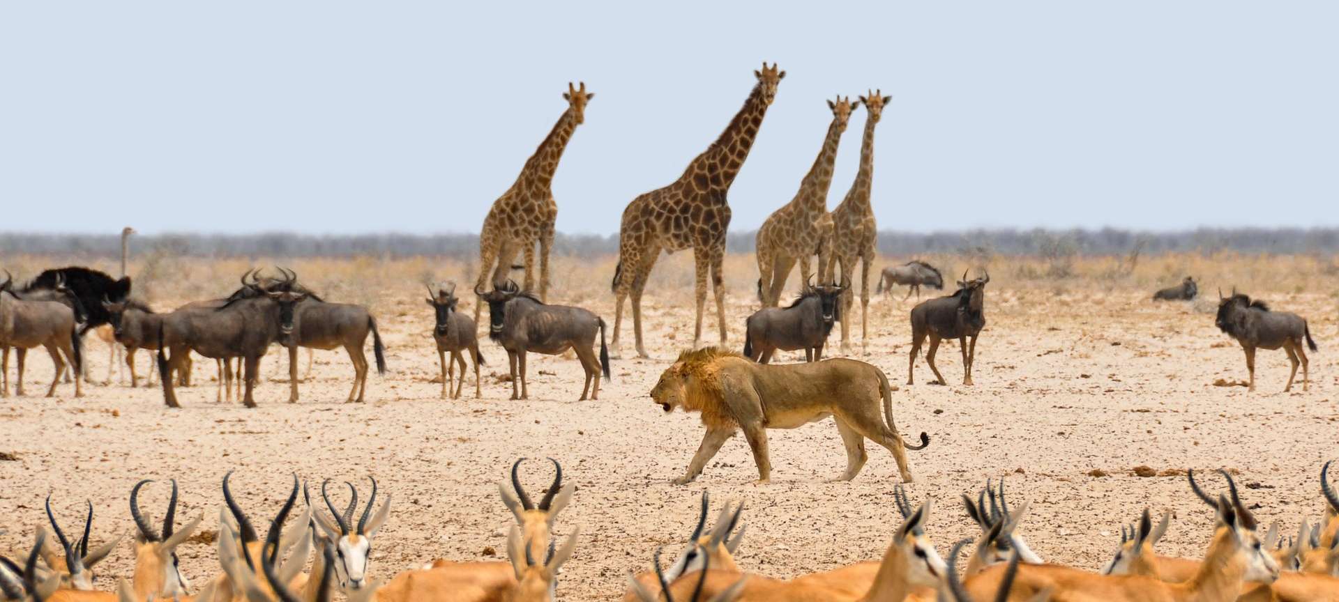 Etosha Namibia