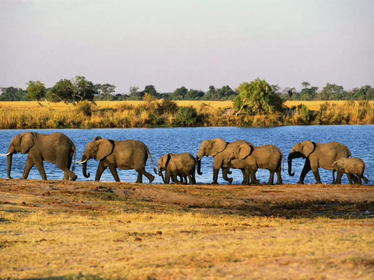 Chobe-National-Park